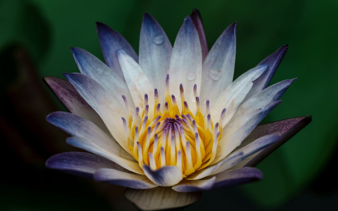 HOW A CAREGIVER CAN RESTORE THEIR STRENGTH AFTER COMPASSION FATIGUE